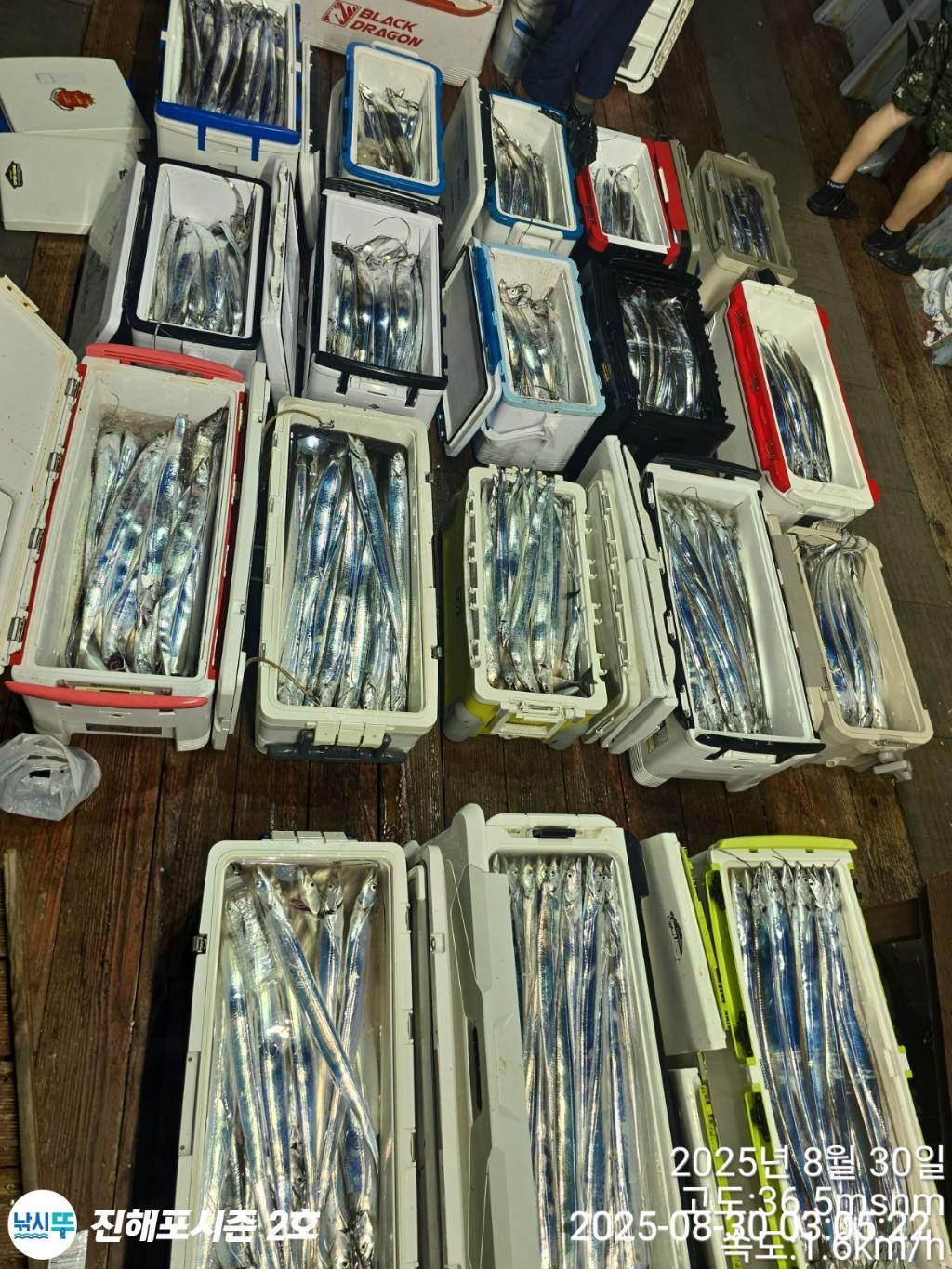 낚시뚜,갈치,진해행암항,진해포시즌 2호,낚시뚜23