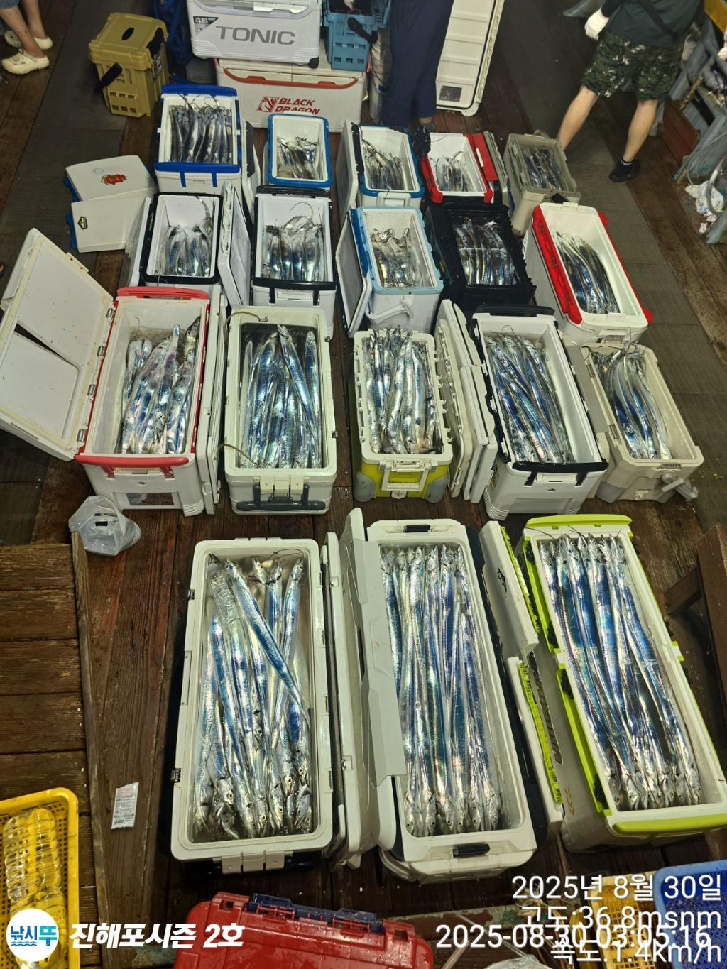 낚시뚜,갈치,진해행암항,진해포시즌 2호,낚시뚜22