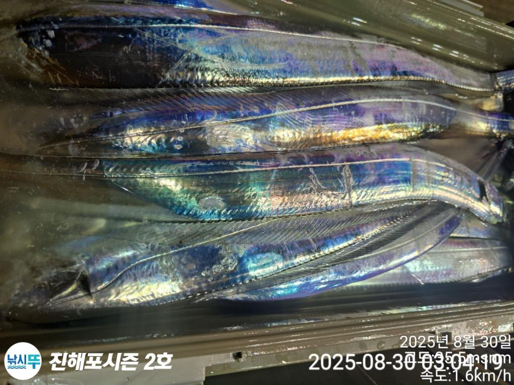 낚시뚜,갈치,진해행암항,진해포시즌 2호,낚시뚜15