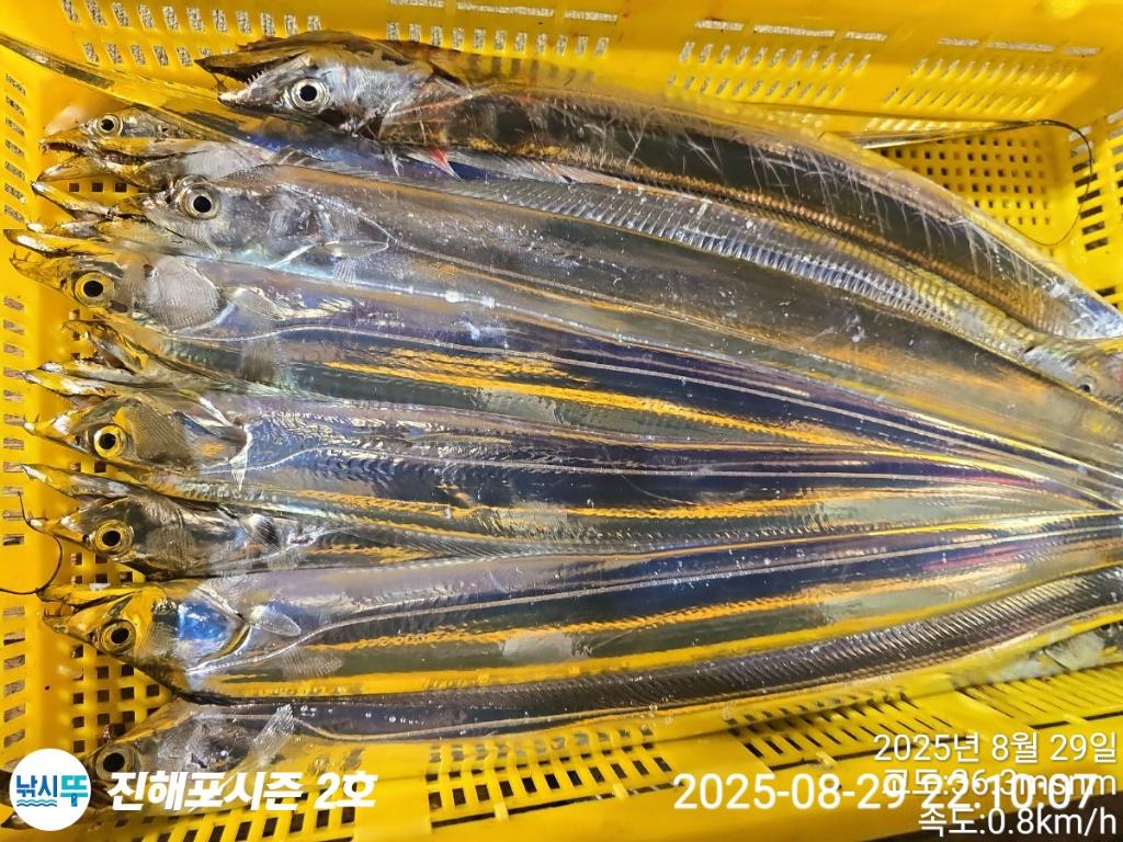 낚시뚜,갈치,진해행암항,진해포시즌 2호,낚시뚜8