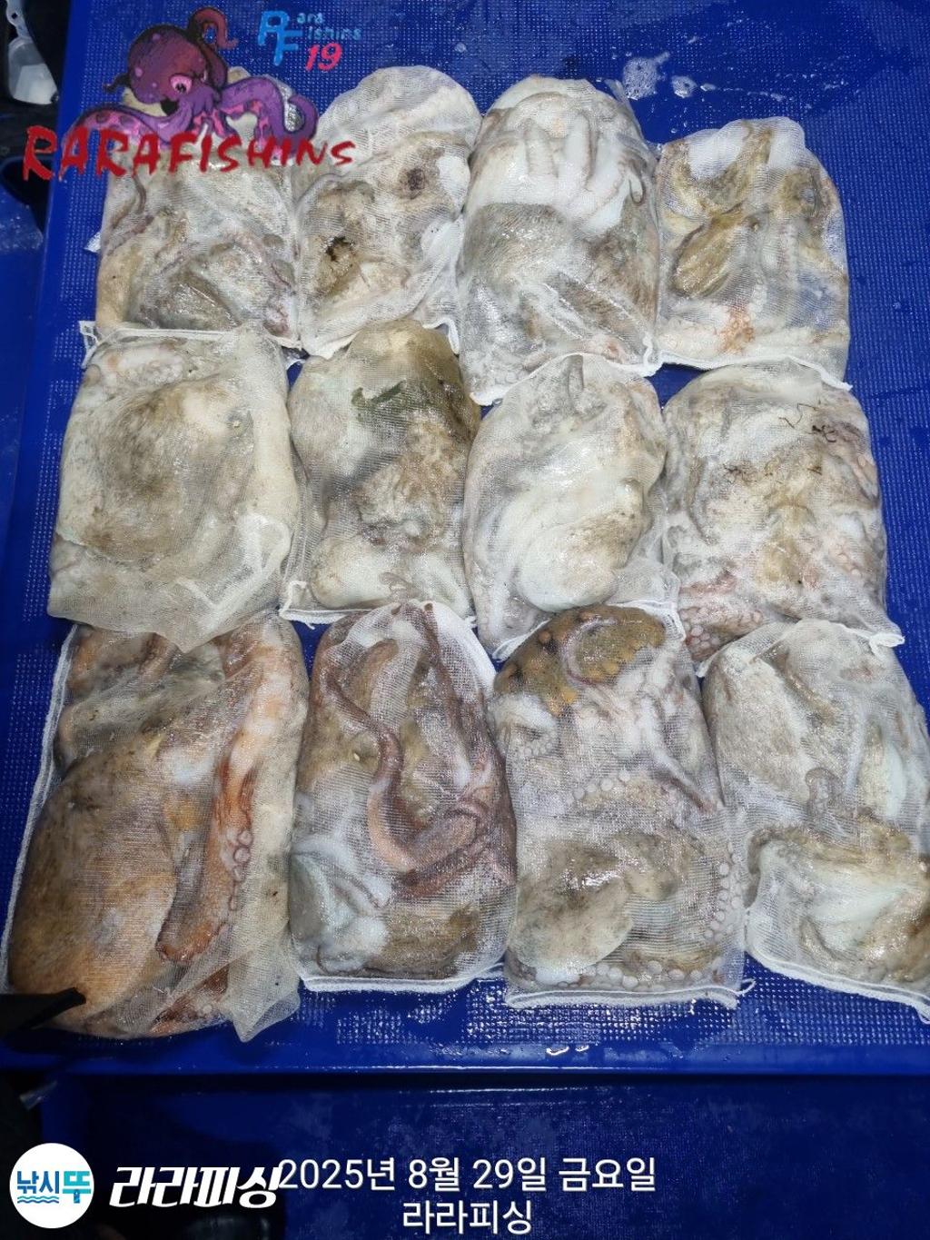 낚시뚜,돌문어,속천항(진해),라라피싱,낚시뚜35