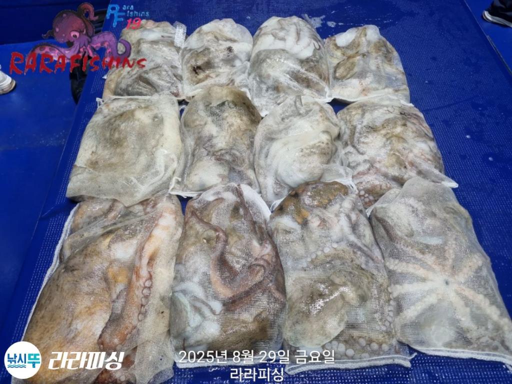 낚시뚜,돌문어,속천항(진해),라라피싱,낚시뚜34