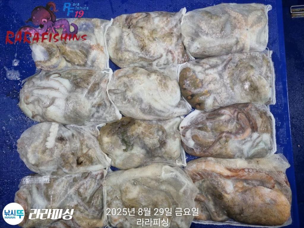 낚시뚜,돌문어,속천항(진해),라라피싱,낚시뚜31