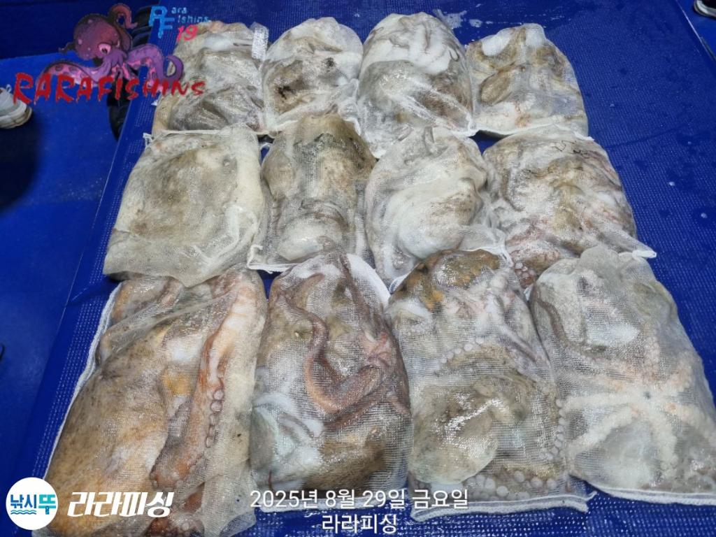 낚시뚜,돌문어,속천항(진해),라라피싱,낚시뚜30