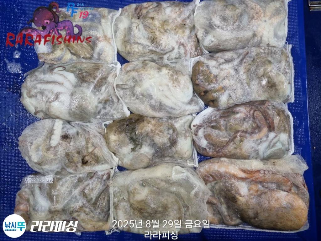 낚시뚜,돌문어,속천항(진해),라라피싱,낚시뚜29
