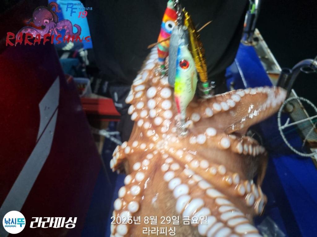 낚시뚜,돌문어,속천항(진해),라라피싱,낚시뚜27