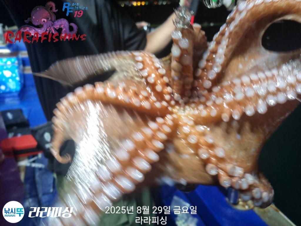 낚시뚜,돌문어,속천항(진해),라라피싱,낚시뚜26