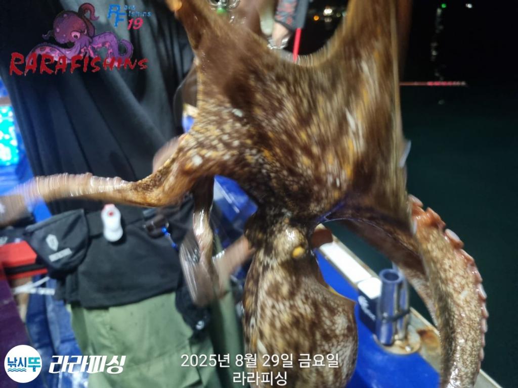 낚시뚜,돌문어,속천항(진해),라라피싱,낚시뚜25