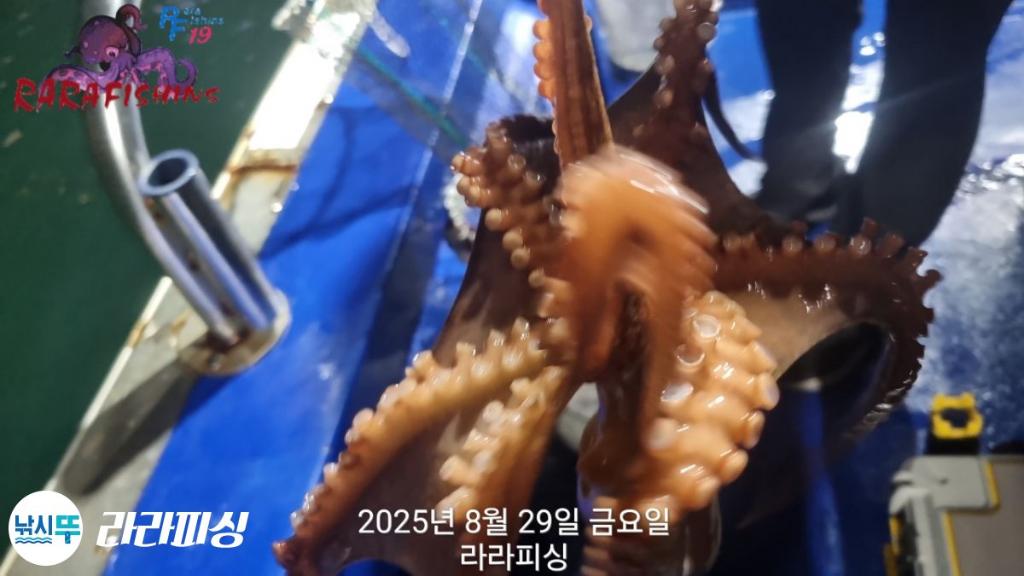 낚시뚜,돌문어,속천항(진해),라라피싱,낚시뚜18