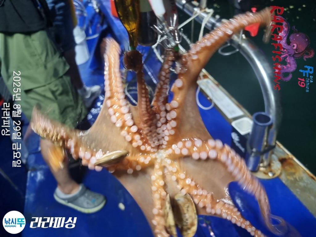 낚시뚜,돌문어,속천항(진해),라라피싱,낚시뚜17