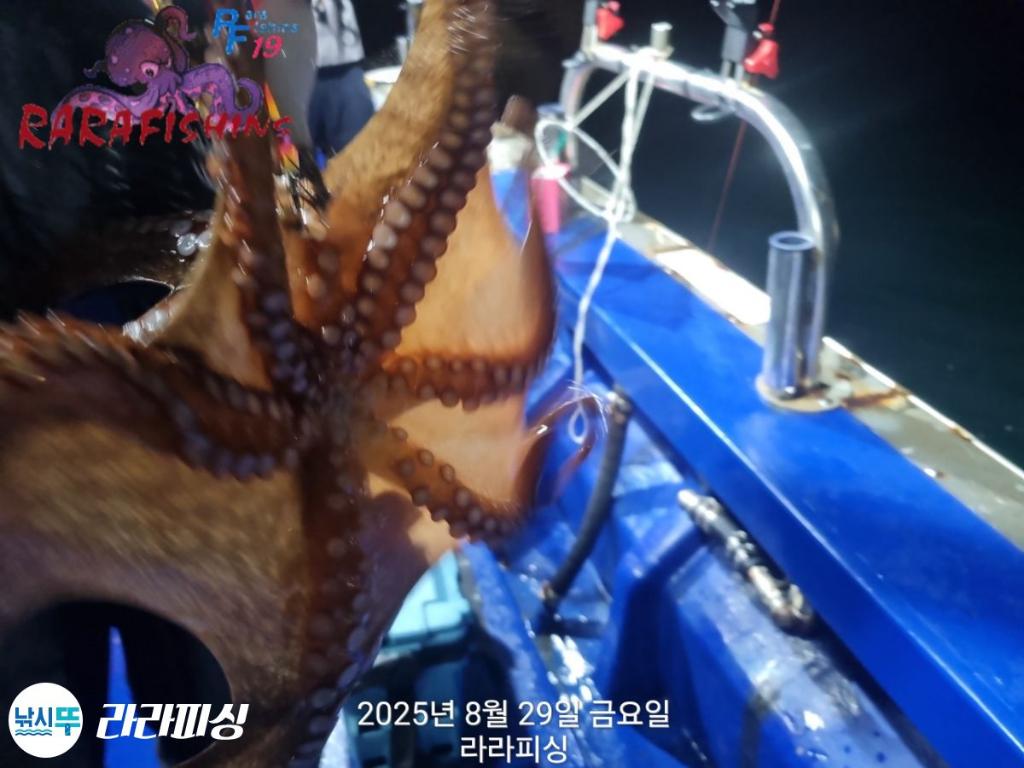 낚시뚜,돌문어,속천항(진해),라라피싱,낚시뚜12