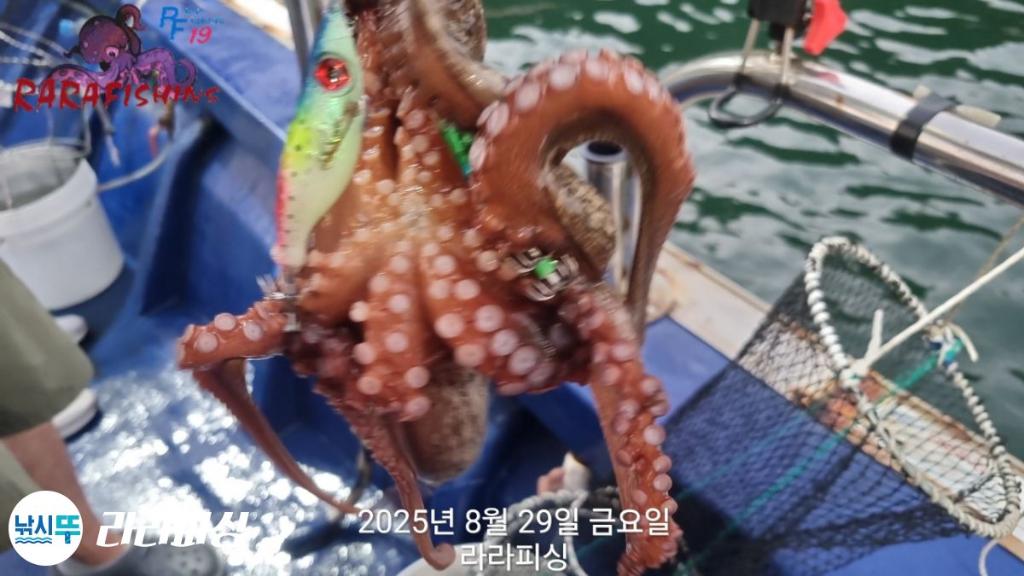 낚시뚜,돌문어,속천항(진해),라라피싱,낚시뚜10