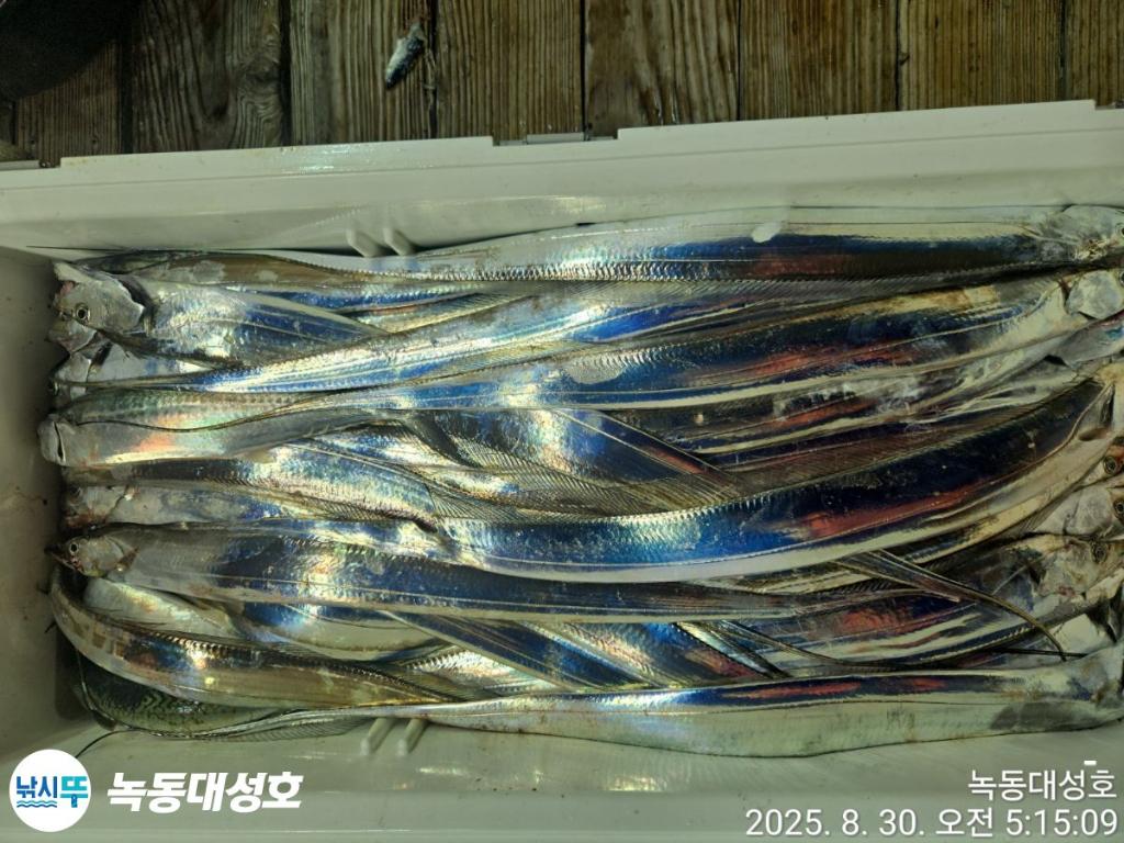 낚시뚜,갈치,녹동항,녹동대성호,낚시뚜58