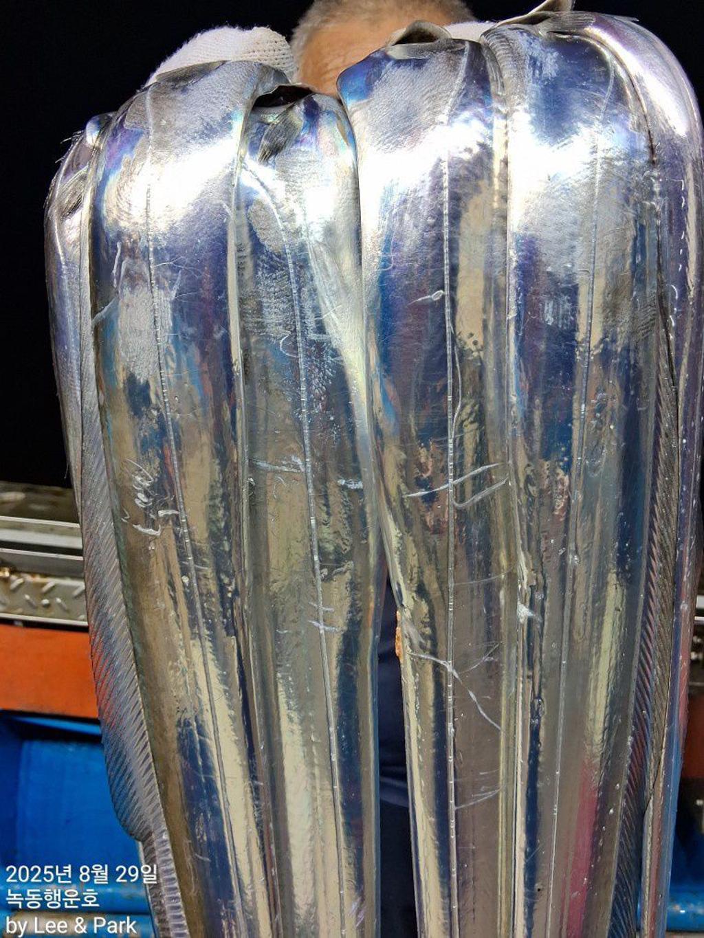 낚시뚜,갈치,녹동항,녹동대성호,낚시뚜25