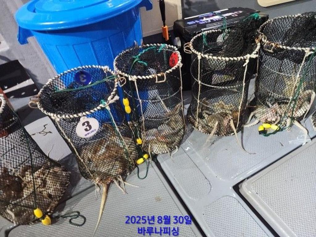 낚시뚜,돌문어,속천항(진해),바루나피싱,낚시뚜11