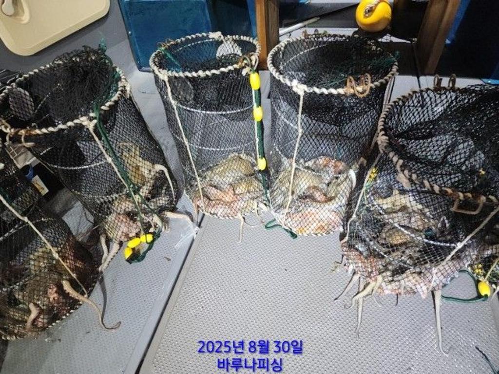 낚시뚜,돌문어,속천항(진해),바루나피싱,낚시뚜10