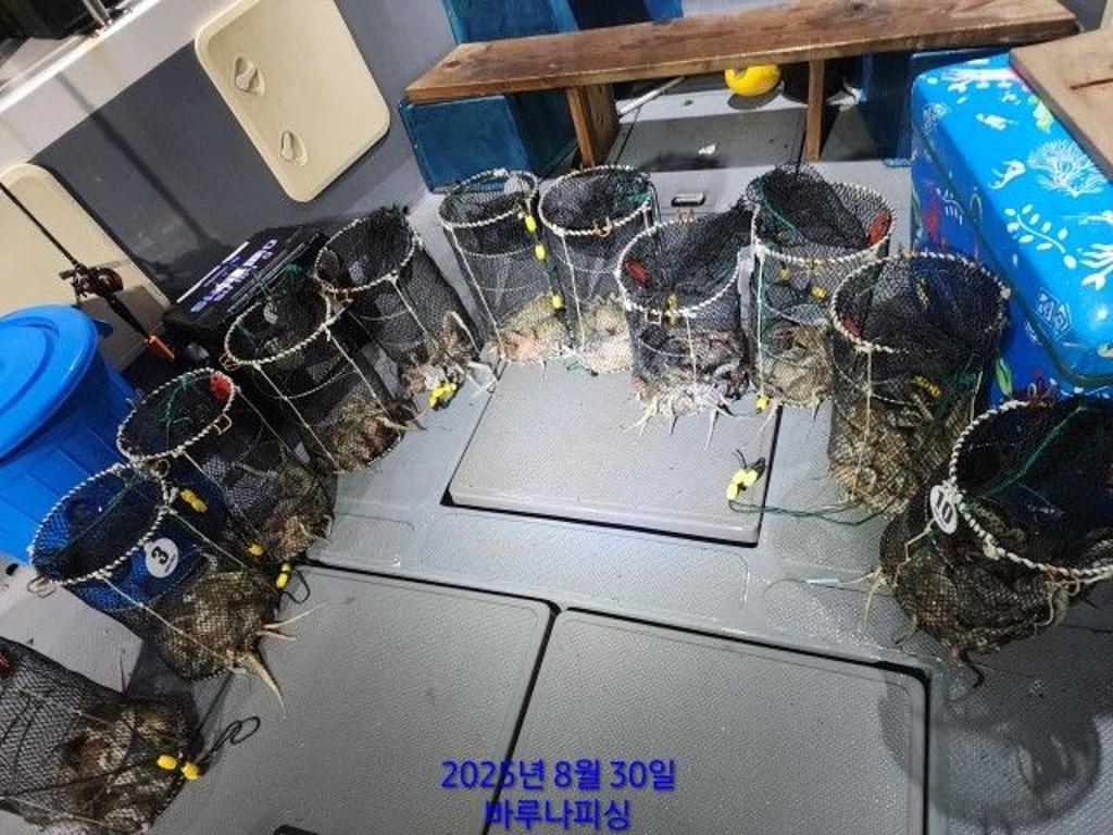 낚시뚜,돌문어,속천항(진해),바루나피싱,낚시뚜8