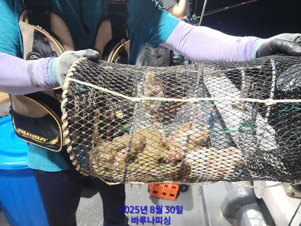 낚시뚜,돌문어,속천항(진해),바루나피싱,낚시뚜7