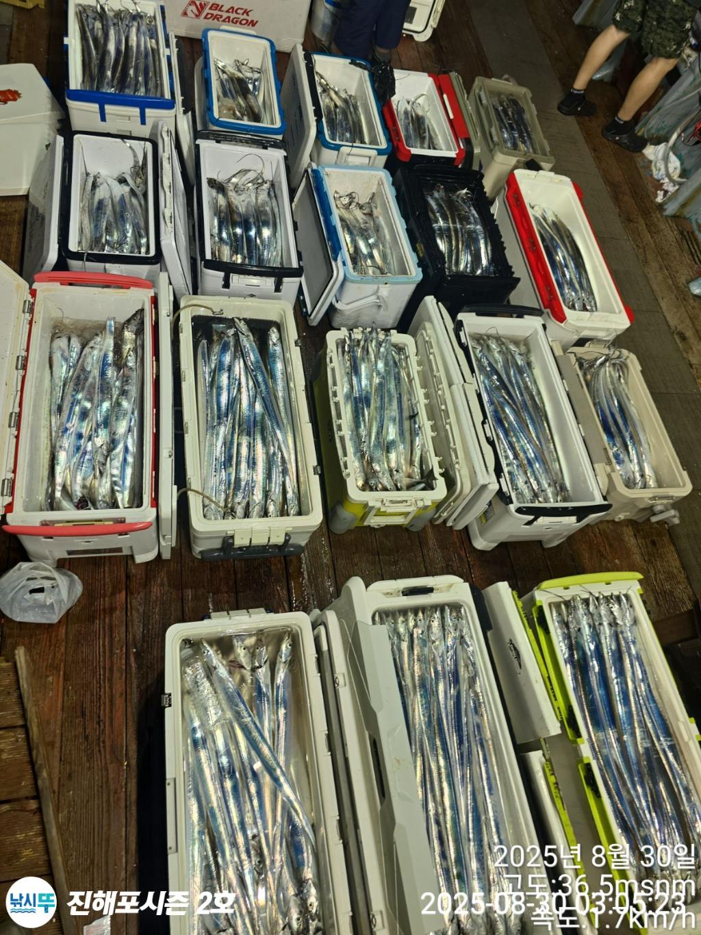 낚시뚜,갈치,진해행암항,진해포시즌 2호,낚시뚜21