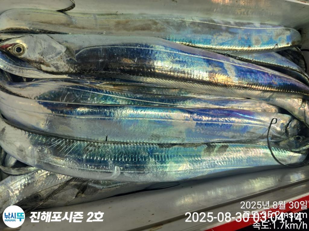 낚시뚜,갈치,진해행암항,진해포시즌 2호,낚시뚜11