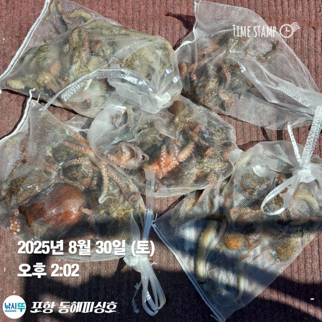 낚시뚜,돌문어,포항(운하관),포항 동해피싱호,낚시뚜19
