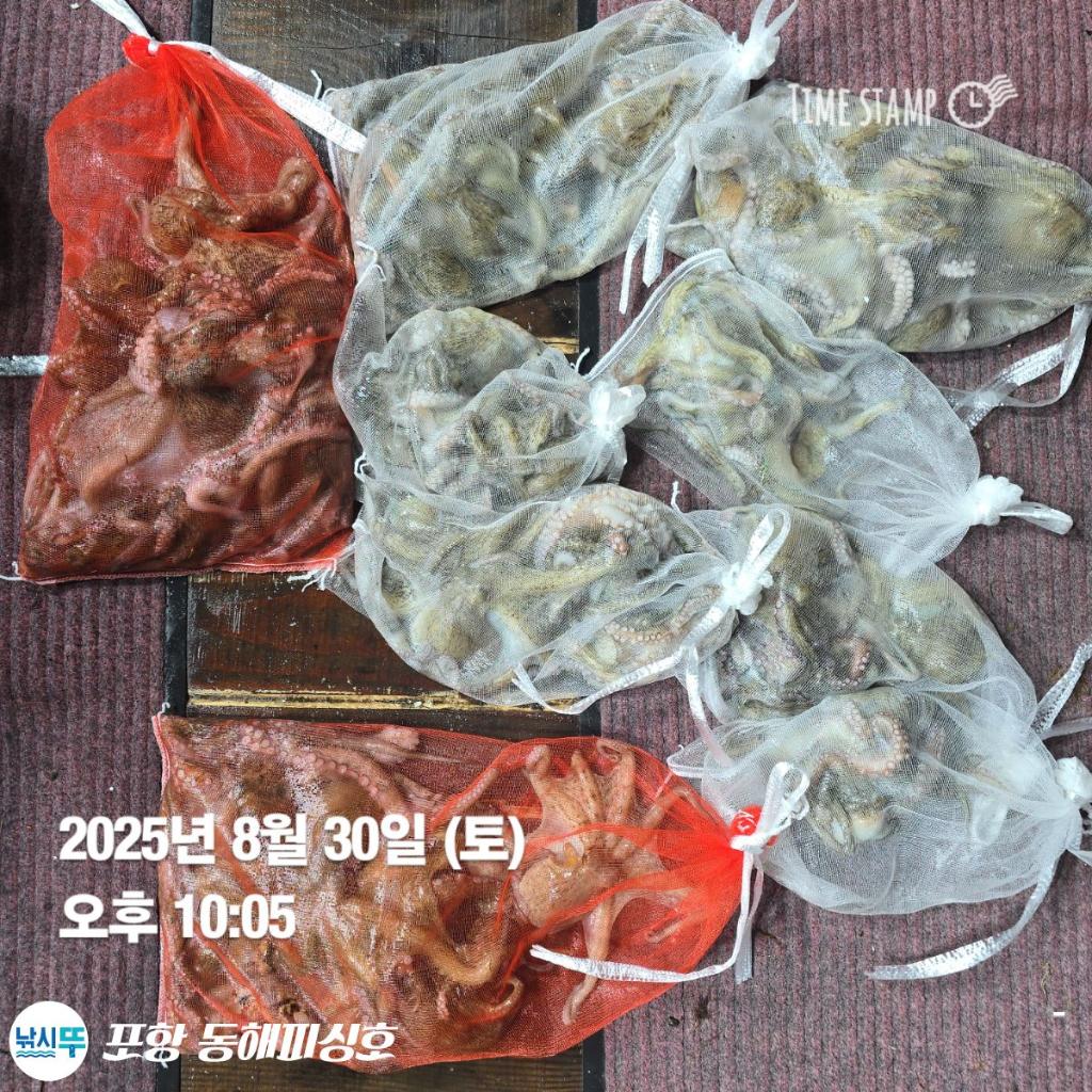 낚시뚜,돌문어,포항(운하관),포항 동해피싱호,낚시뚜11