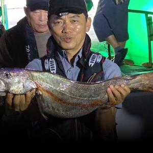 조황, 명성호 야간민어조황  낼 자리있습니다