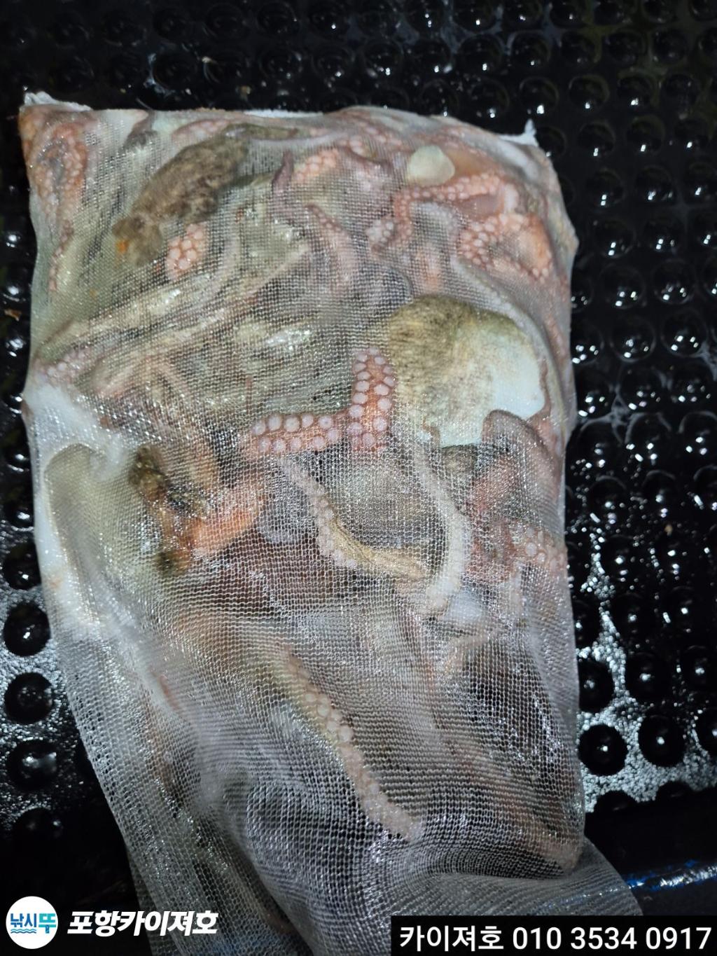 낚시뚜,문어,영일만항,포항카이져호,낚시뚜34