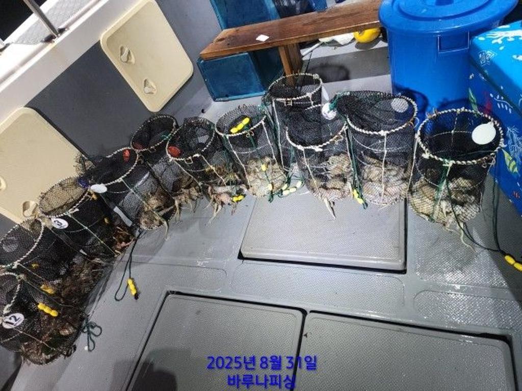 낚시뚜,돌문어,속천항(진해),바루나피싱,낚시뚜5