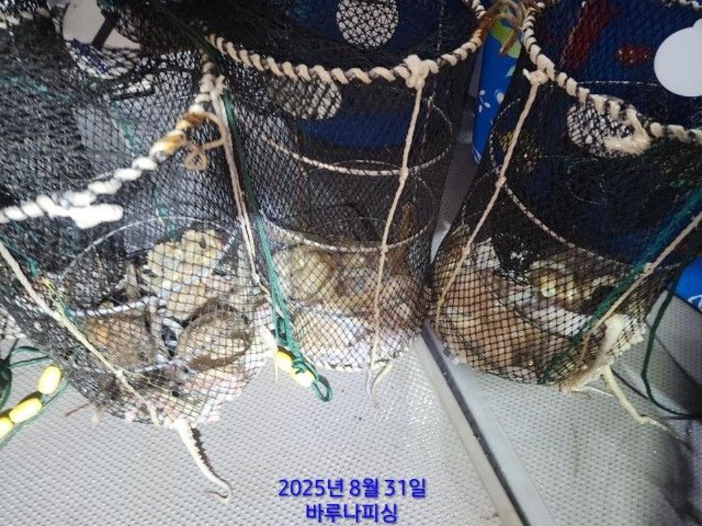 낚시뚜,돌문어,속천항(진해),바루나피싱,낚시뚜4