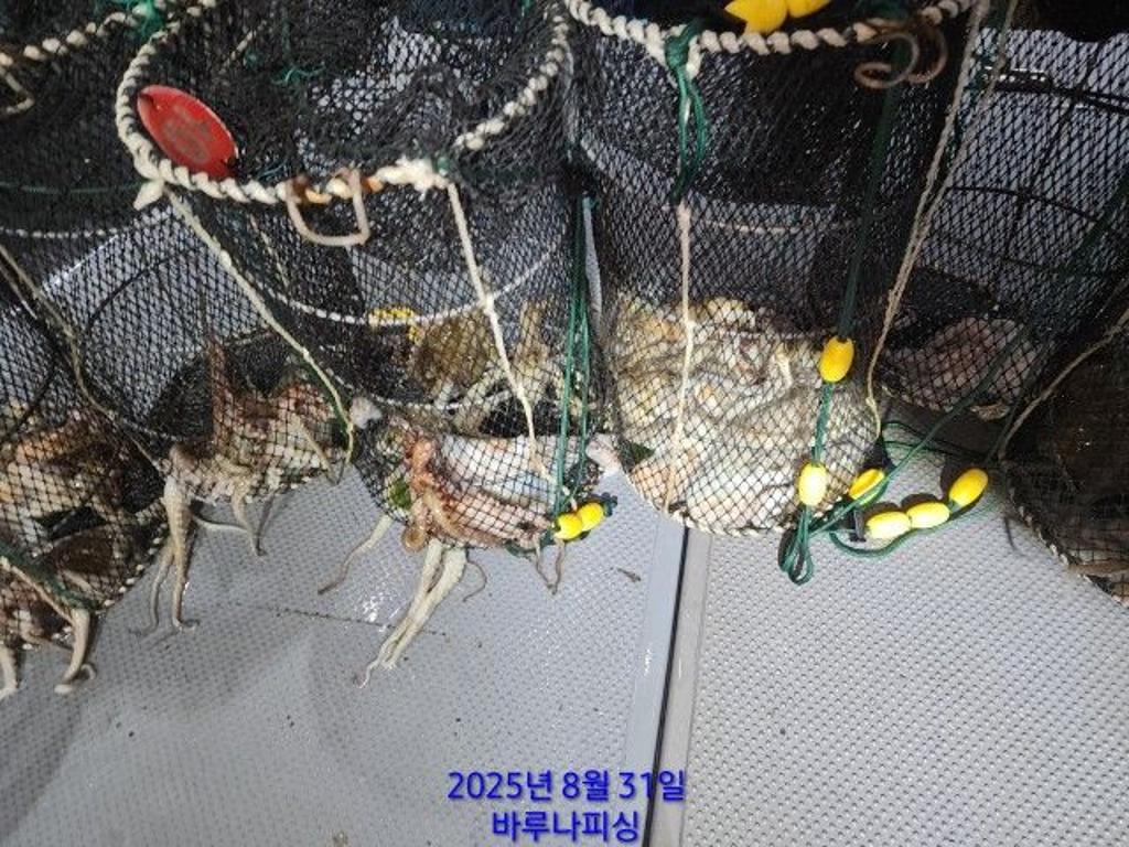 낚시뚜,돌문어,속천항(진해),바루나피싱,낚시뚜3