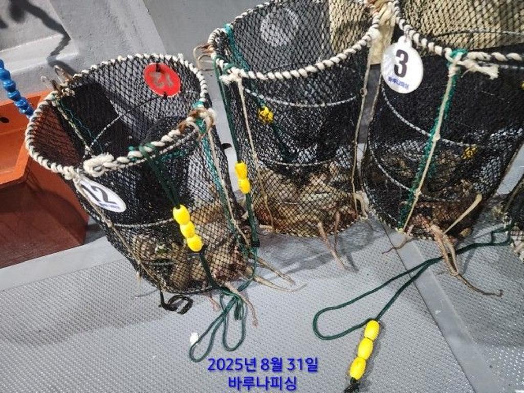 낚시뚜,돌문어,속천항(진해),바루나피싱,낚시뚜2