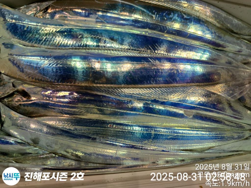 낚시뚜,갈치,진해행암항,진해포시즌 2호,낚시뚜25