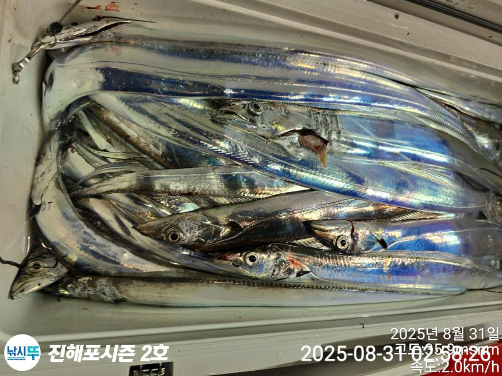 낚시뚜,갈치,진해행암항,진해포시즌 2호,낚시뚜24