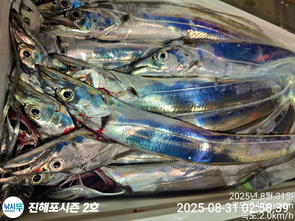 낚시뚜,갈치,진해행암항,진해포시즌 2호,낚시뚜23