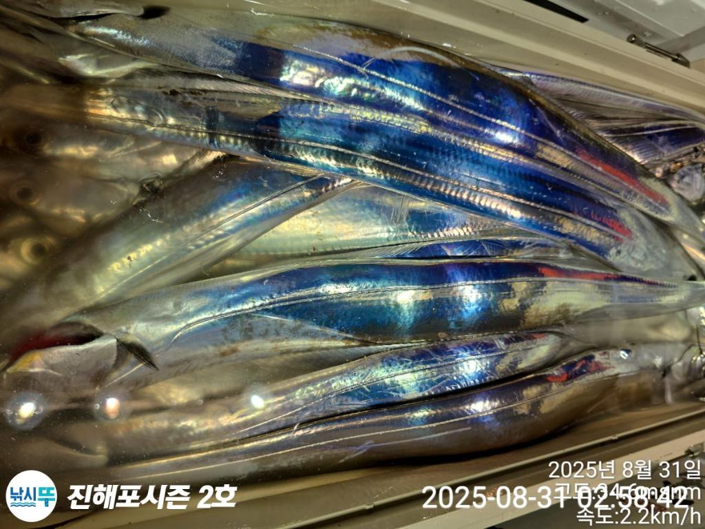 낚시뚜,갈치,진해행암항,진해포시즌 2호,낚시뚜22