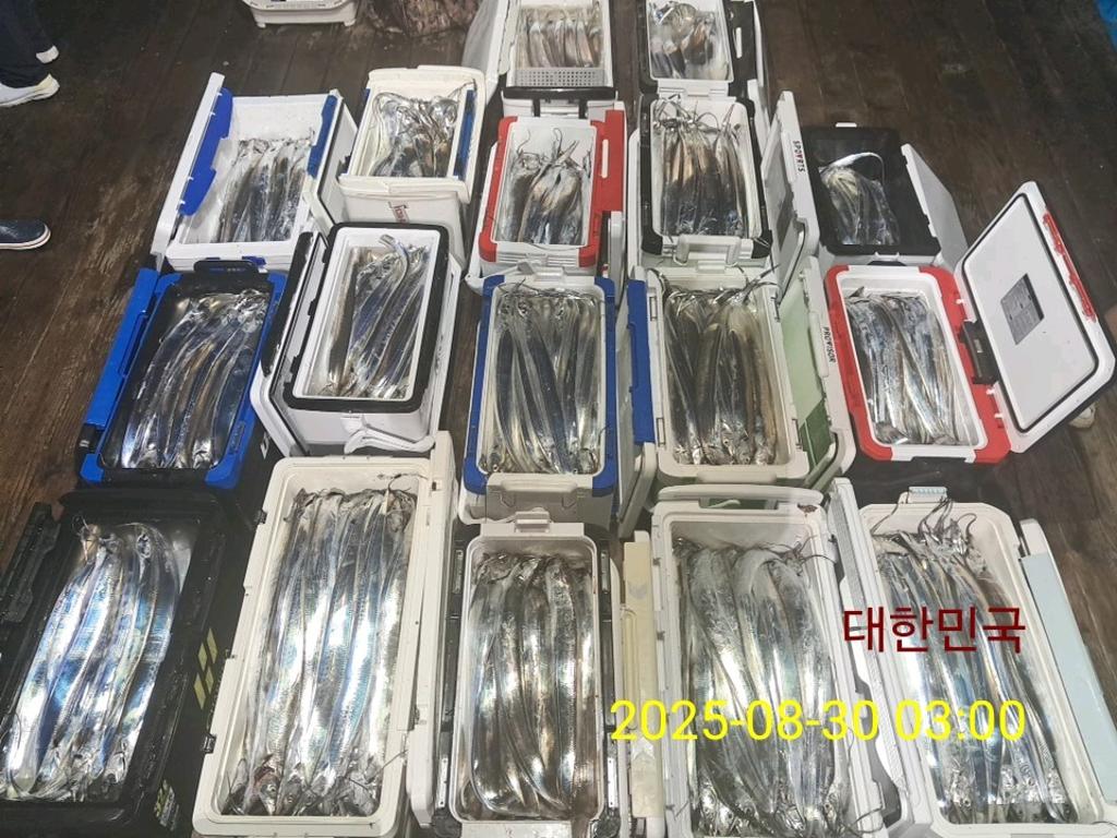 갈치, 삼포대교낚시, 낚시뚜