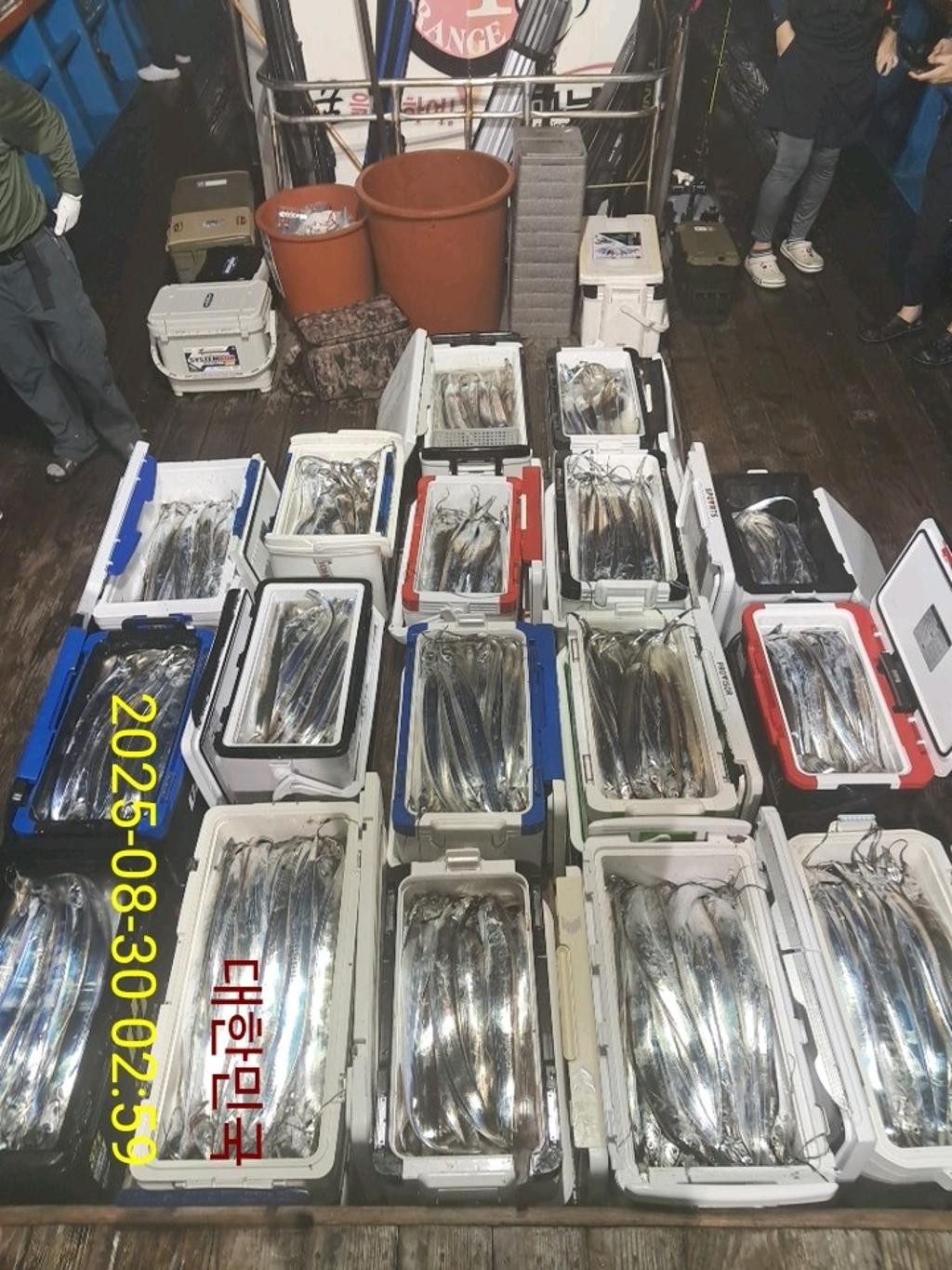 갈치, 삼포대교낚시, 낚시뚜