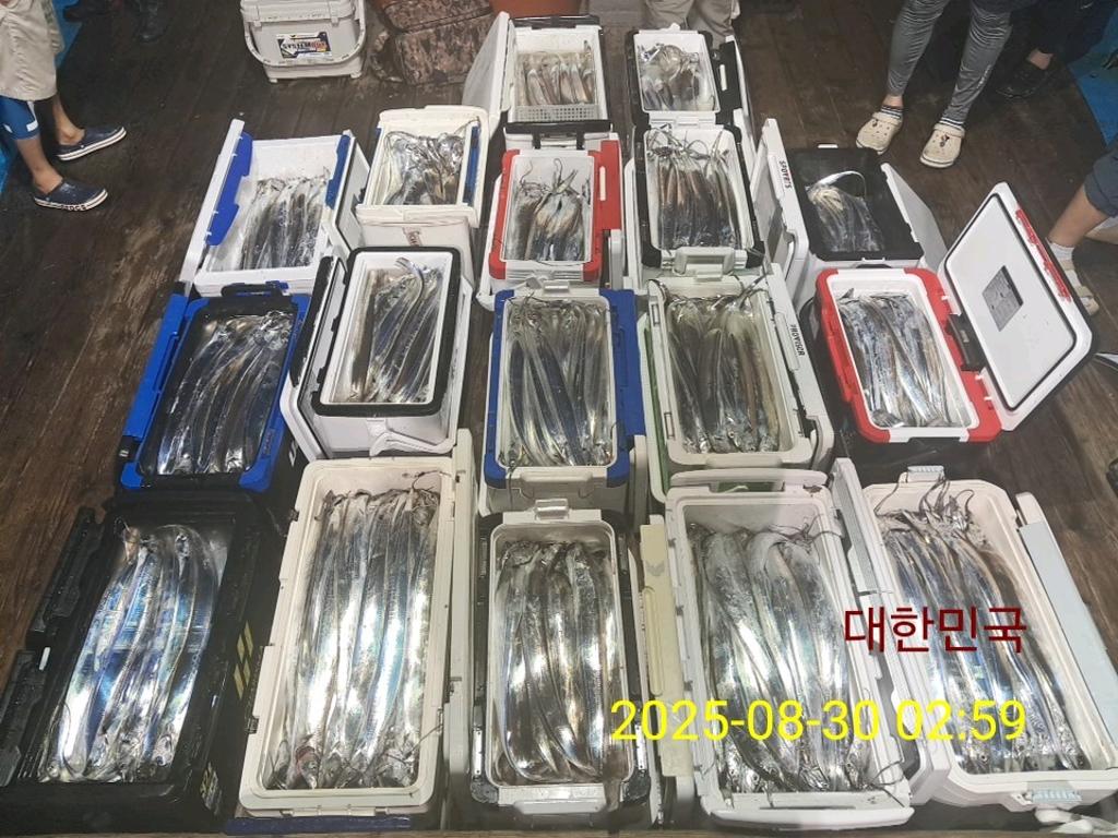 갈치, 삼포대교낚시, 낚시뚜