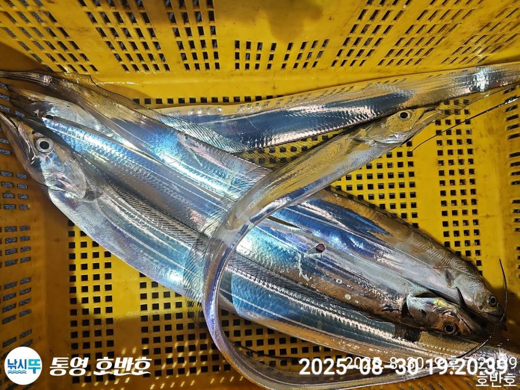 낚시뚜,갈치,통영 신전항,통영호반호,낚시뚜53