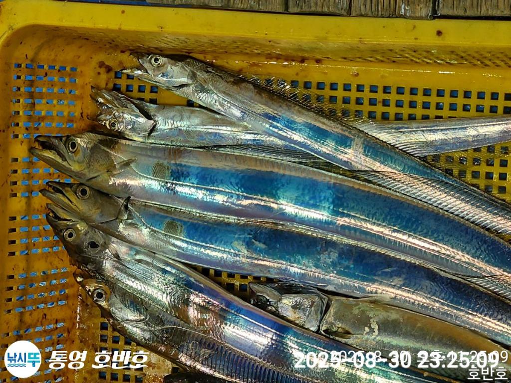 낚시뚜,갈치,통영 신전항,통영호반호,낚시뚜52