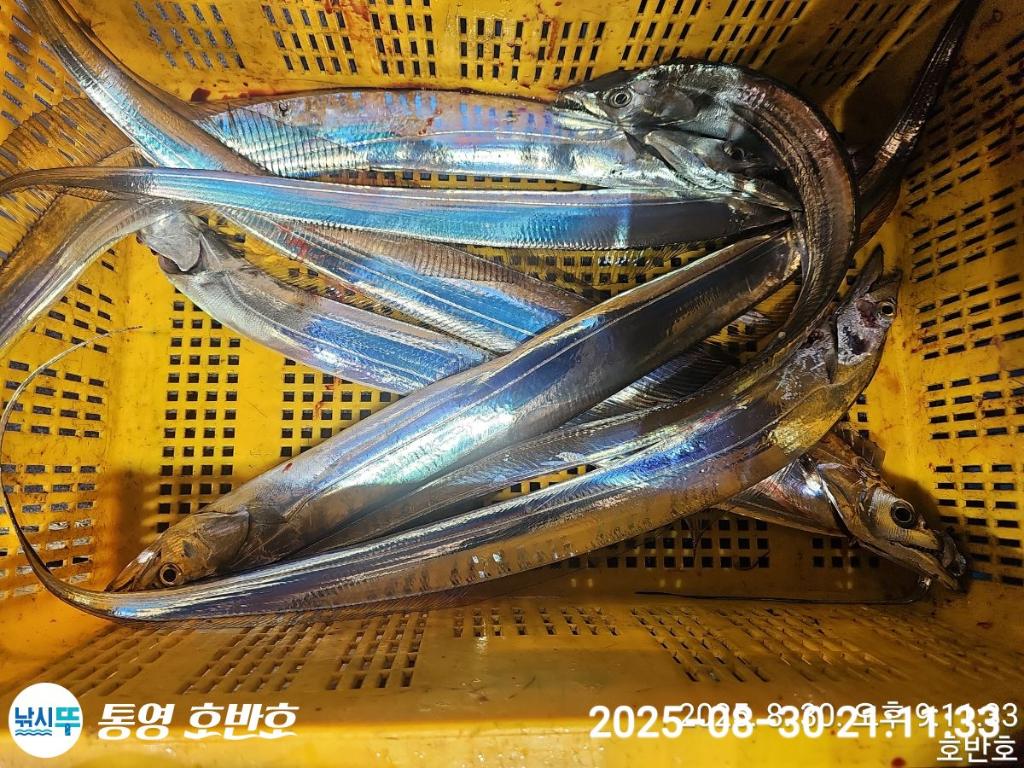 낚시뚜,갈치,통영 신전항,통영호반호,낚시뚜42