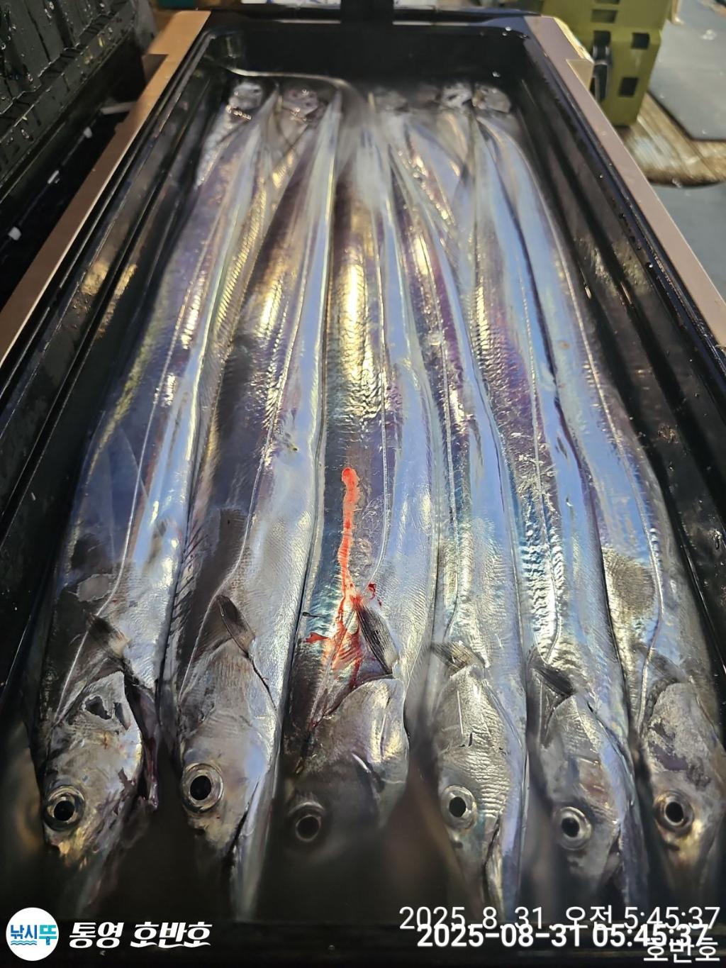 낚시뚜,갈치,통영 신전항,통영호반호,낚시뚜37