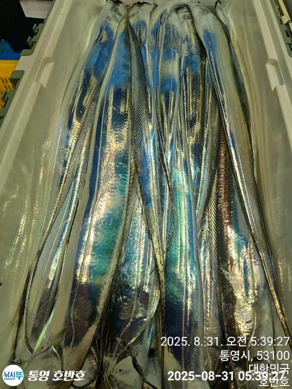 낚시뚜,갈치,통영 신전항,통영호반호,낚시뚜36