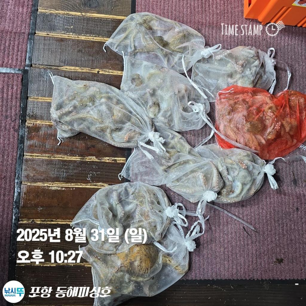 낚시뚜,돌문어,포항(운하관),포항 동해피싱호,낚시뚜14