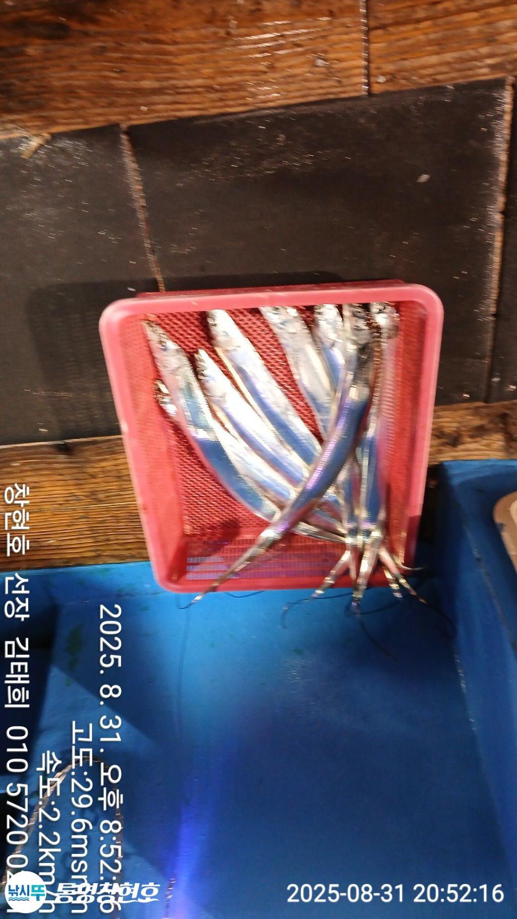 낚시뚜,갈치,통영연명항,통영창현호,낚시뚜3