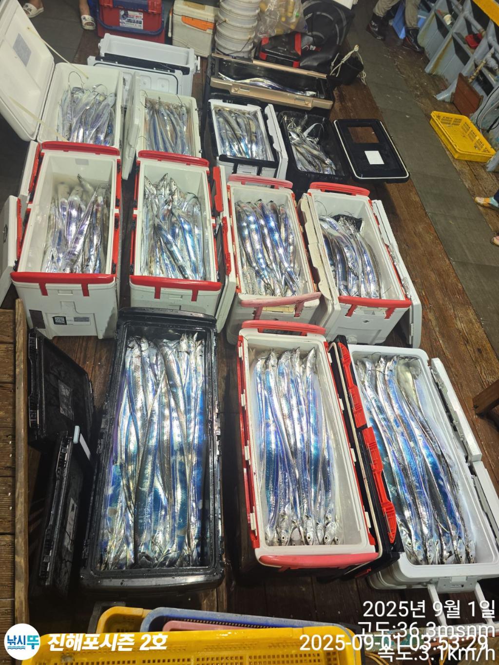 낚시뚜,갈치,진해행암항,진해포시즌 2호,낚시뚜13