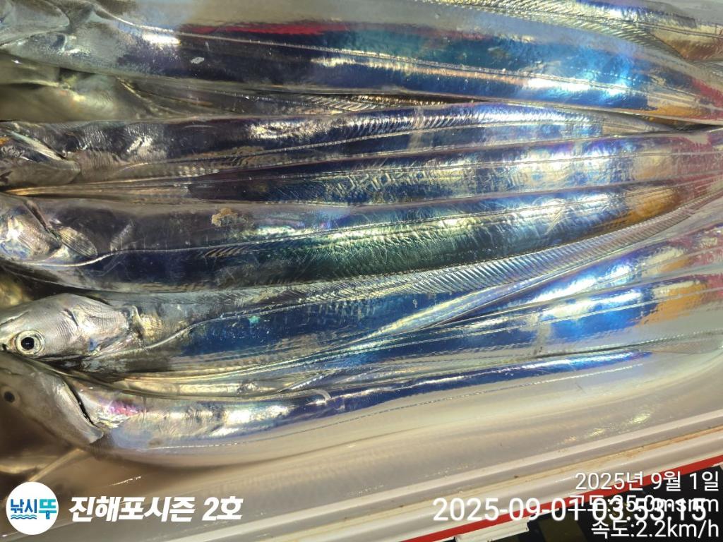 낚시뚜,갈치,진해행암항,진해포시즌 2호,낚시뚜9