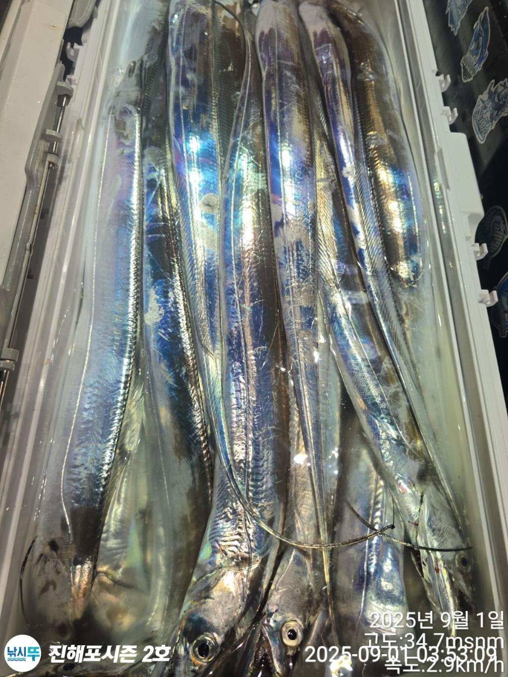 낚시뚜,갈치,진해행암항,진해포시즌 2호,낚시뚜7