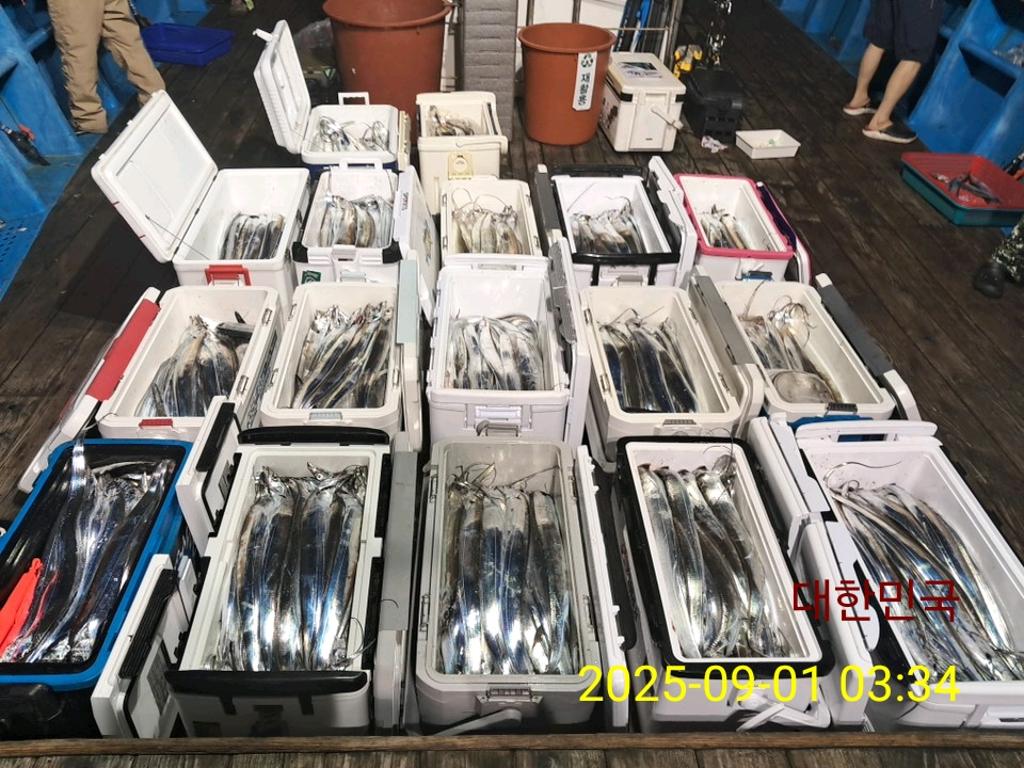 갈치, 삼포대교낚시, 낚시뚜